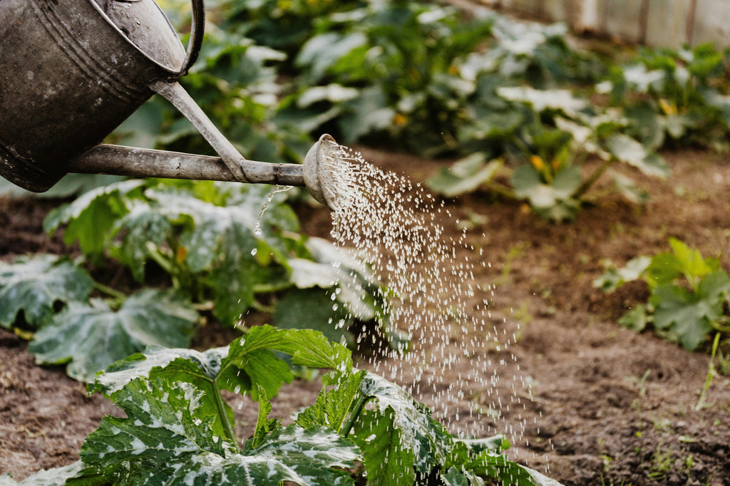 Liquid vs Granular Fertilizers in Summer: Which Is Better?