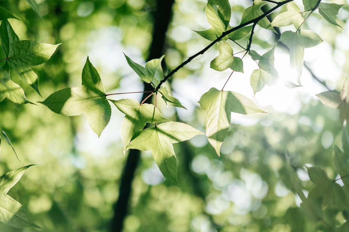 Feeding Annual Color Through the First Heat Waves
