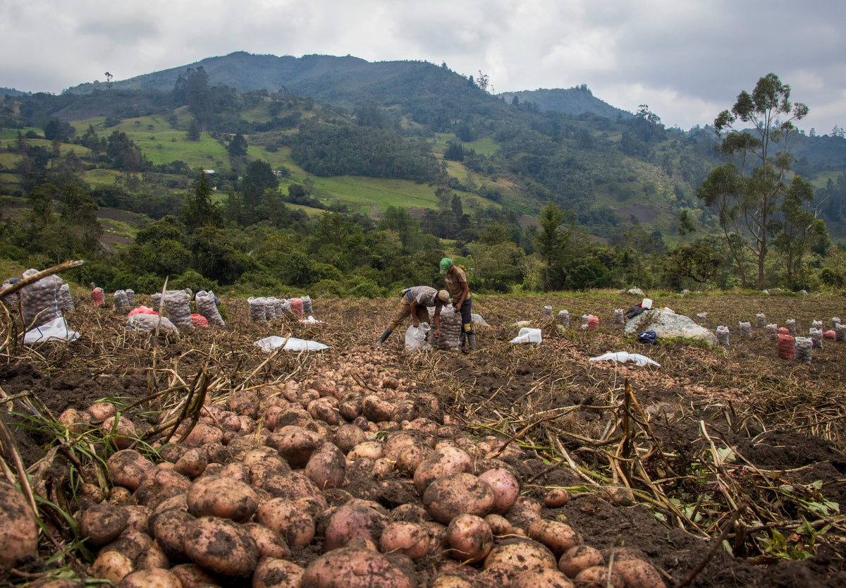 Potash for Root Crops: Maximizing Sweetness and Storage Quality
