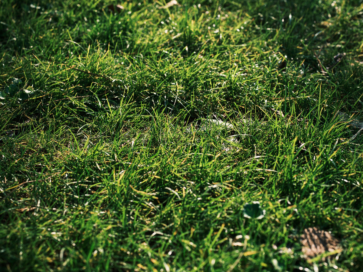 Taking Soil Samples Before Fall Fertilizer: How to Get Results You Can Trust