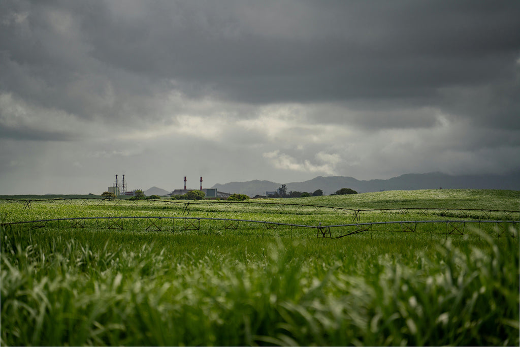 High pH Soils and Cold Weather: Using Sulfur and Ammonium Sulfate Wisely