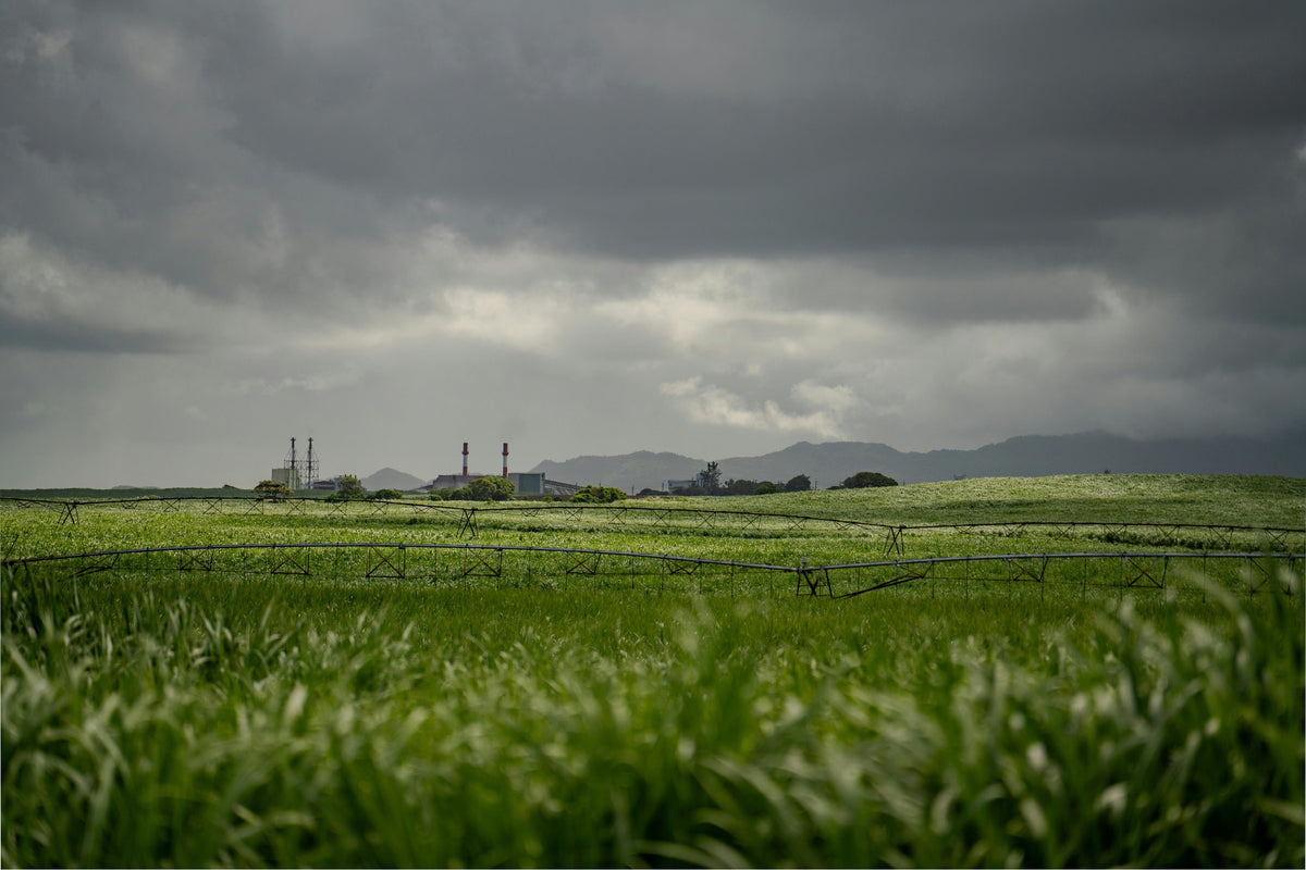 High pH Soils and Cold Weather: Using Sulfur and Ammonium Sulfate Wisely