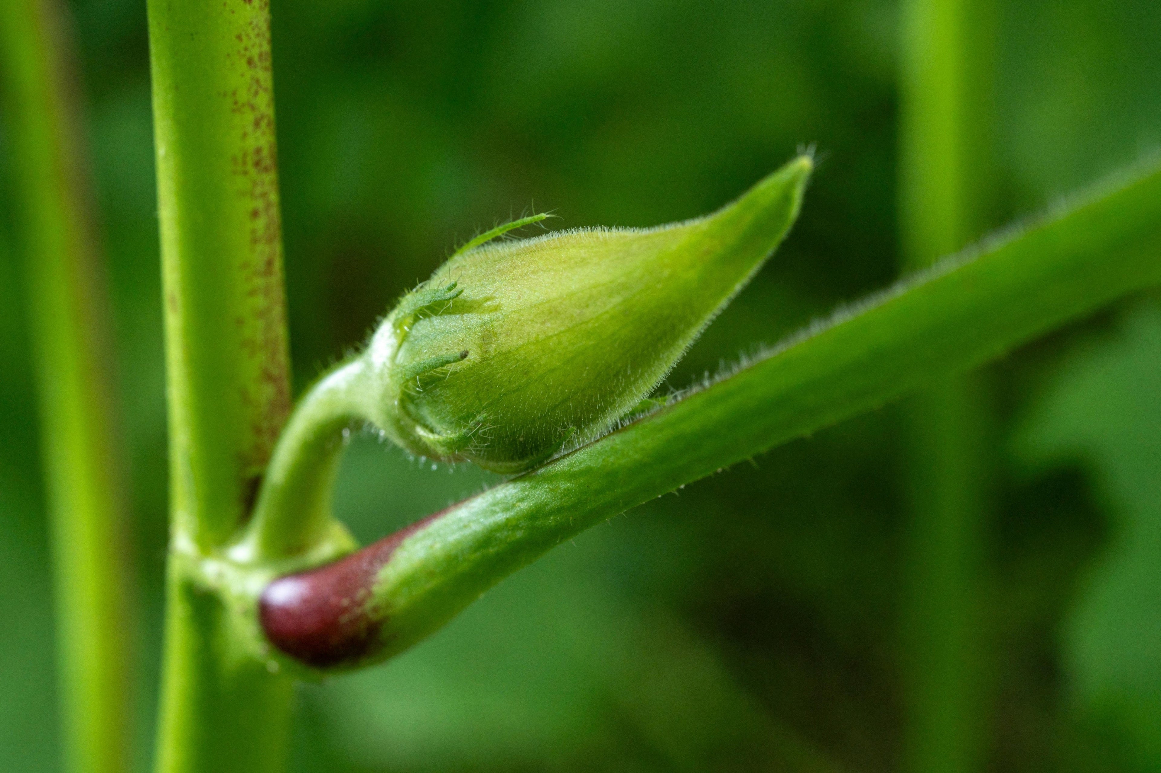 Fertilizer on Slopes and Heavy Soils: PNW-Friendly Ways to Reduce Runoff Risk