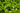 Potash for Brassicas: Firmer Heads Before Frost