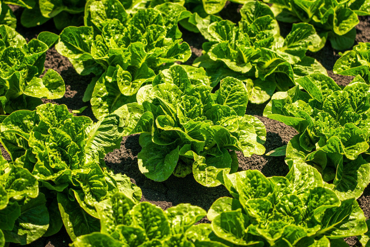 Potash for Brassicas: Firmer Heads Before Frost