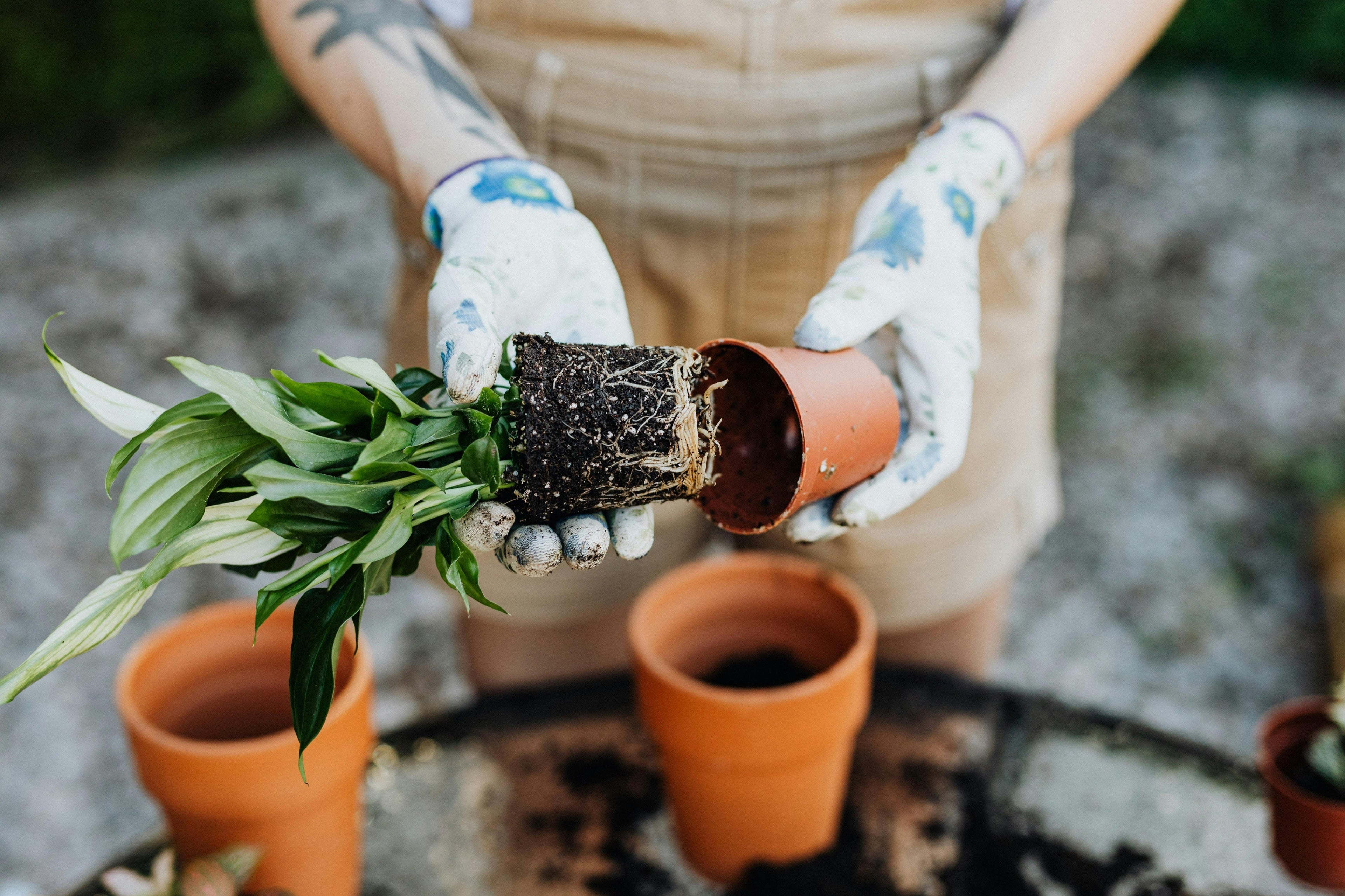 How to Collect a Soil Sample for Accurate Testing Results