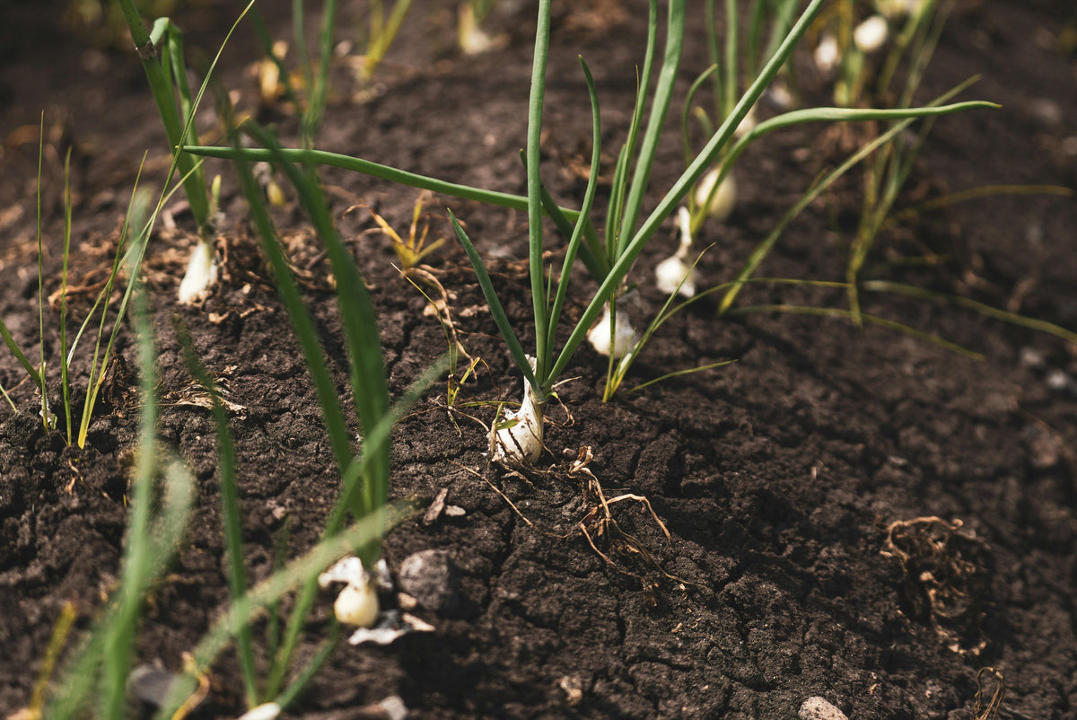 Using Calcium Nitrate to Strengthen Root Development and Improve Transplant Recovery in Fall