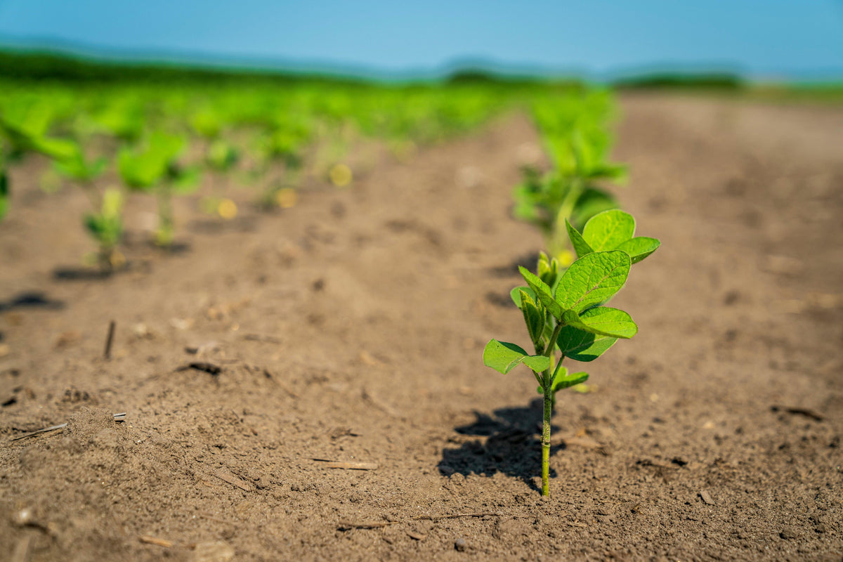 Common Mistakes Farmers Make When Applying Basal Fertilizer