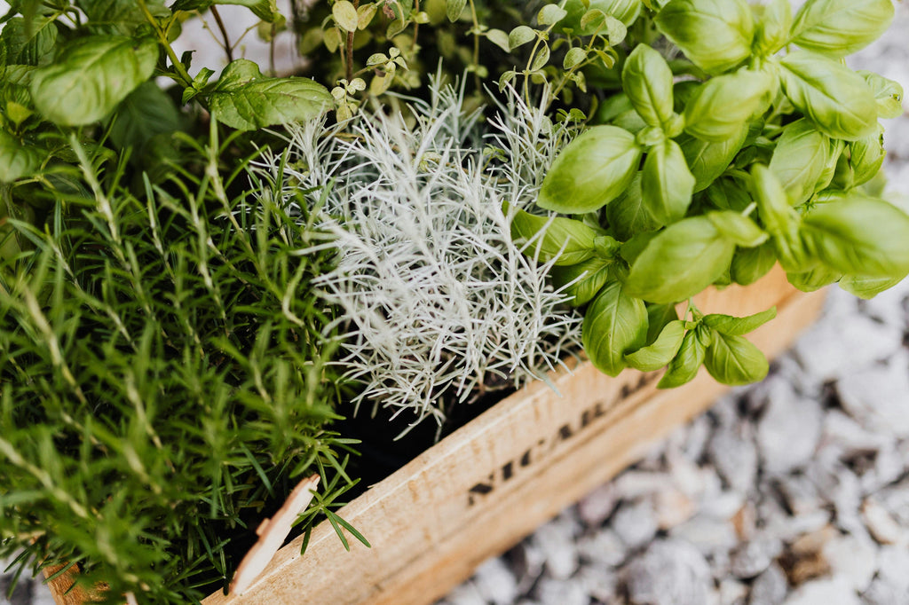 Why Liquid Fish Fertilizer Is the Secret to Greener Yards and Lusher Gardens