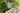 Why Liquid Fish Fertilizer Is the Secret to Greener Yards and Lusher Gardens