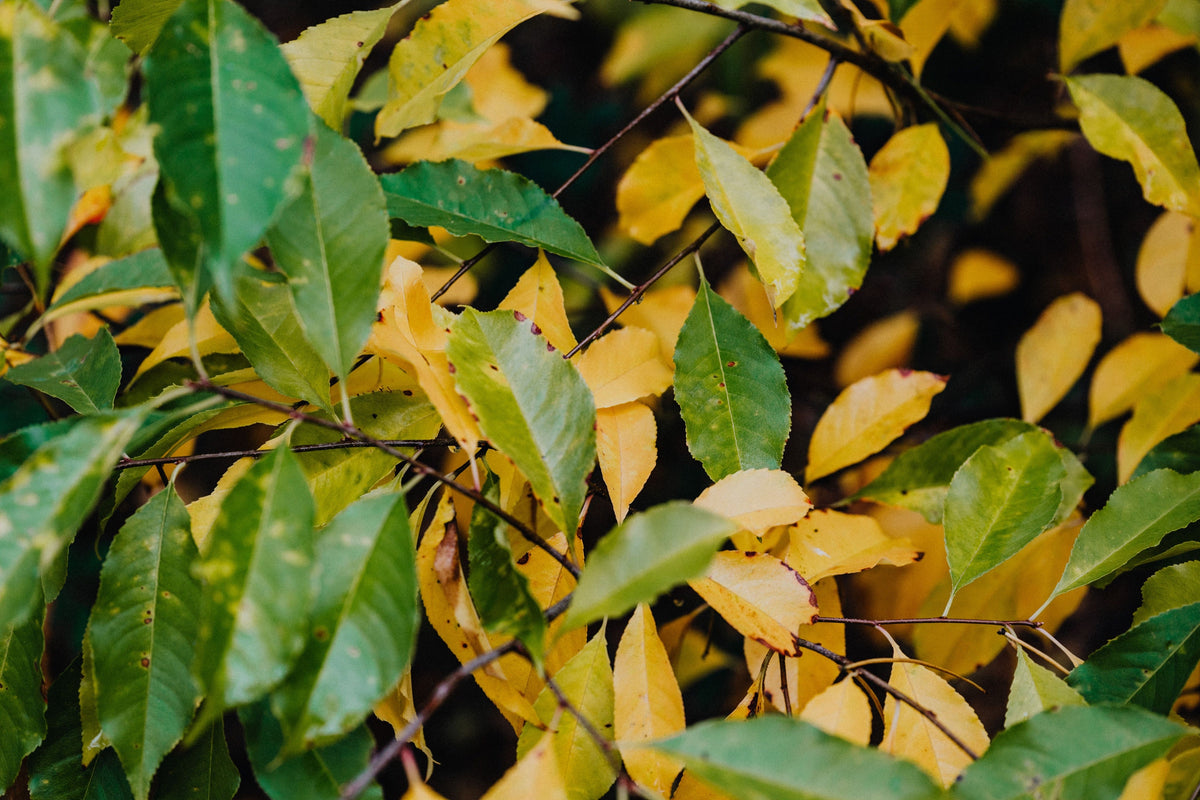 What Yellow Leaves Mean in Late May