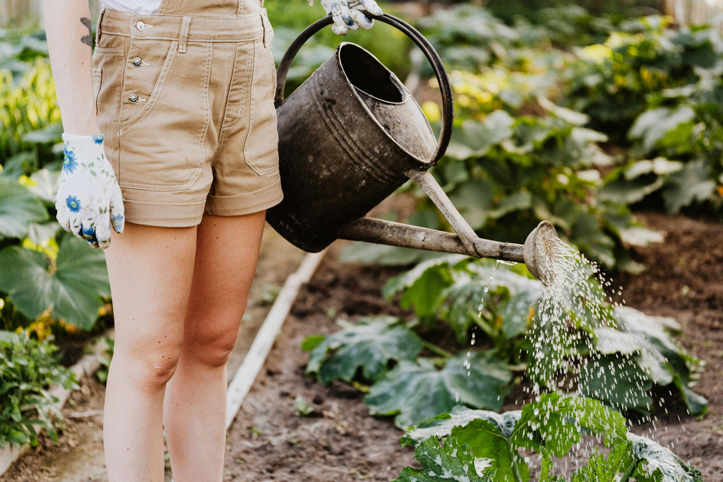 Fertilizing Your Summer Flower Garden for Brighter Blooms