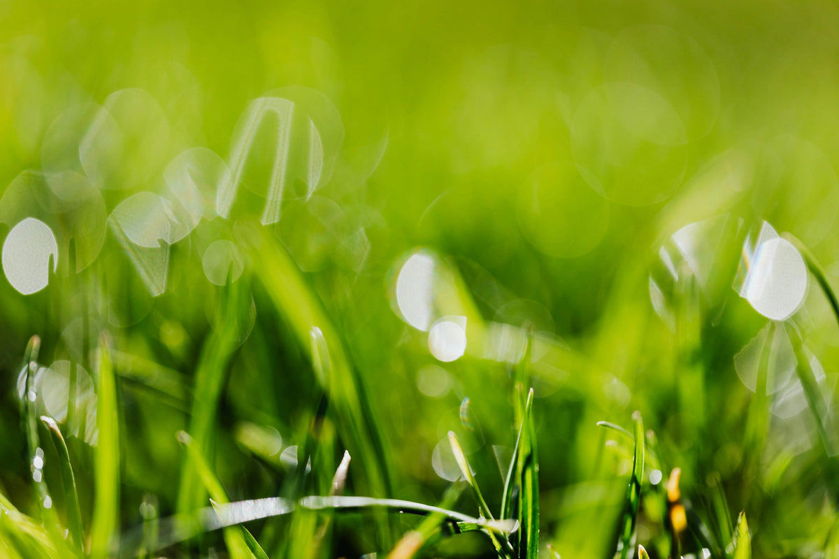Preparing Your Lawn for Fall