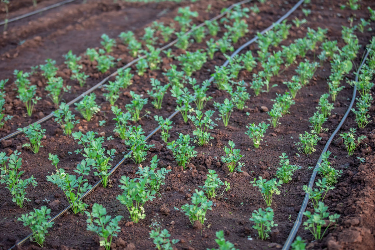 Irrigation Water Quality in Late Summer: Salts, Sodium, and Root-Zone Stress