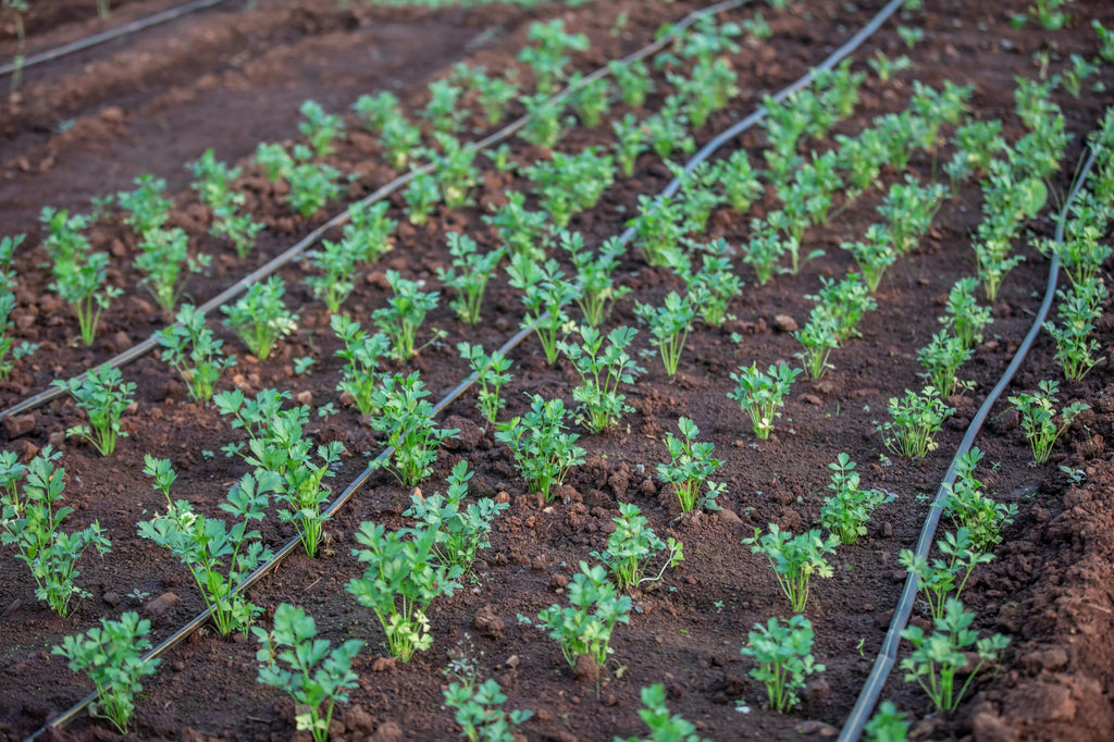When Young Crops Need Nitrogen and When They Do Not