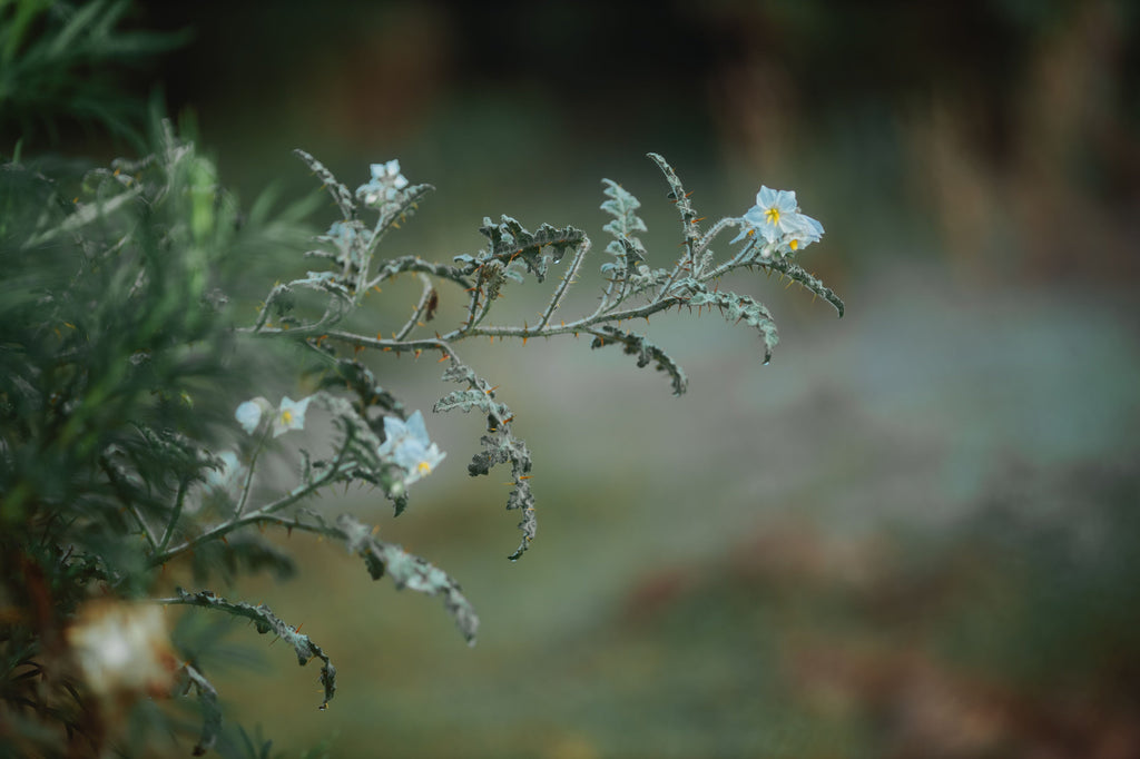 What Pale New Growth Means In June