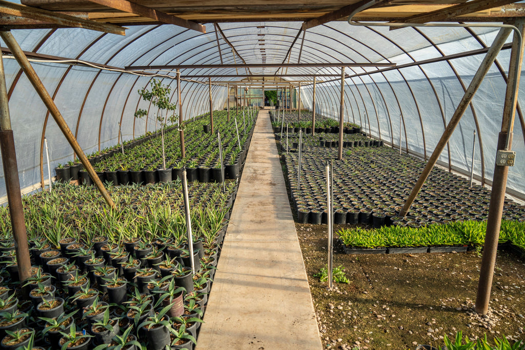 Nursery and Landscape Nutrition for the First 90 Days