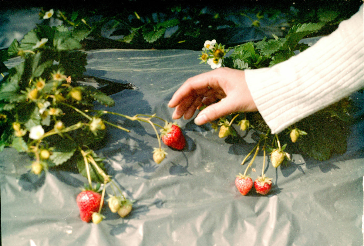 Early Spring Berry And Cane Fruit Fertilizer Guide: Feeding Blueberries, Raspberries And Blackberries In The Pacific Northwest