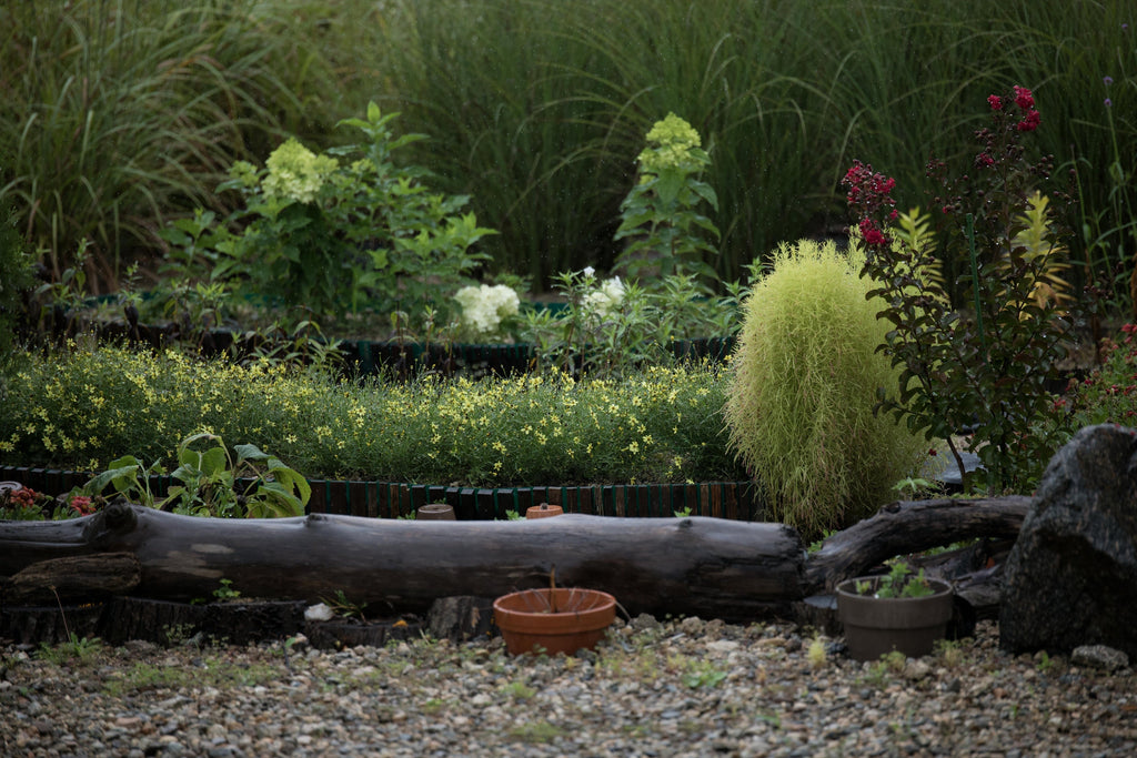 How 16-16-16 Fertilizer Supports Woody Plants and Shrubs Through Fall and Winter