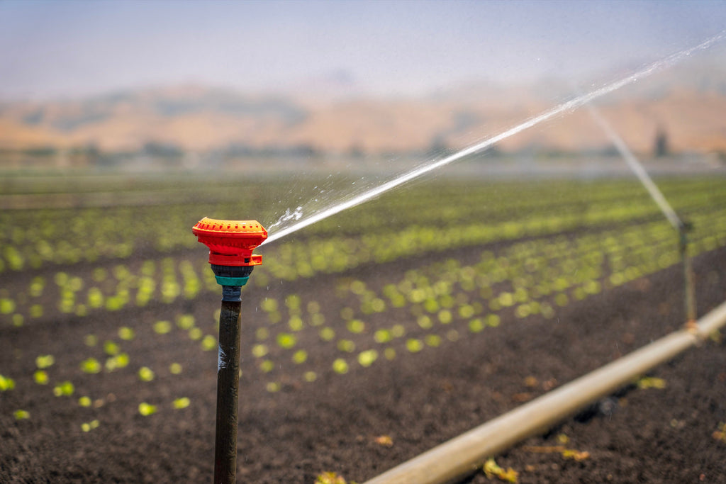 Irrigation And Fertilizer: Why Timing Matters More In June