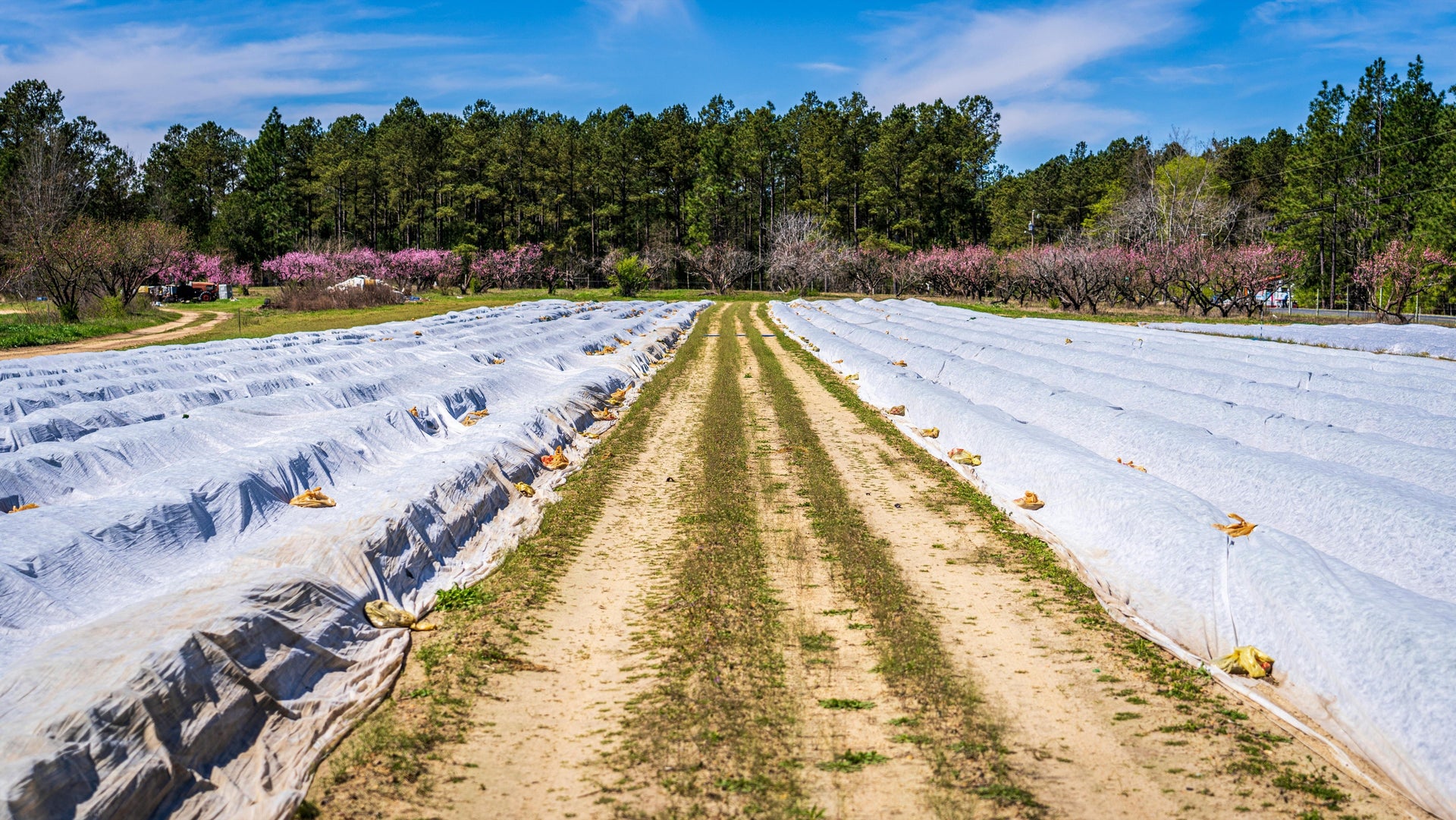 Cover Crops + Fertilizer: Pairings That Recharge Soil in December