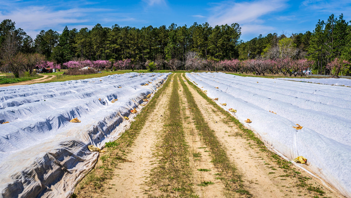 Cover Crops + Fertilizer: Pairings That Recharge Soil in December