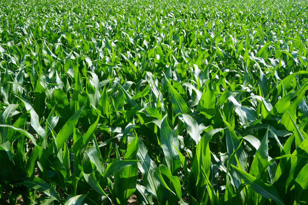 Heat Stress or Nutrient Deficiency? How to Read Corn and Soybean Symptoms in August