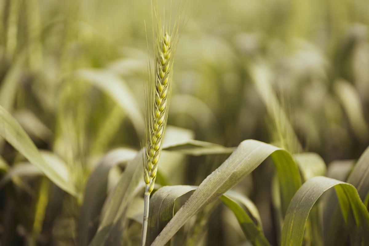 August Crop Scouting: What Farmers Should Check Before the Combine Rolls