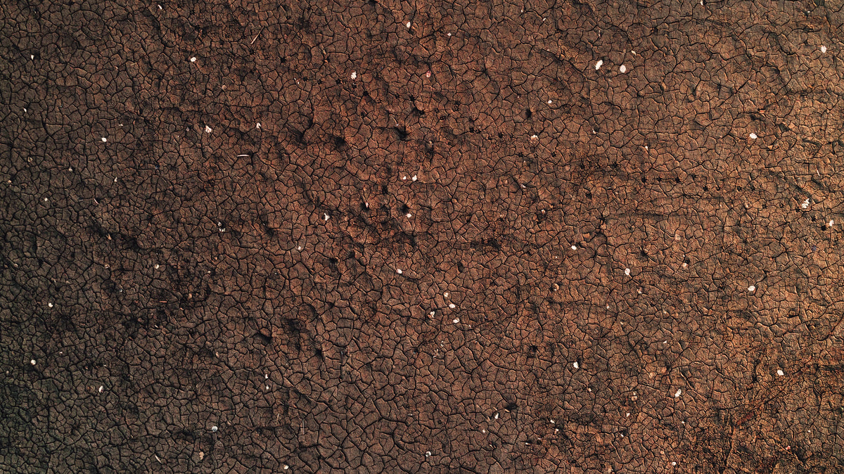 Fall Soil Testing Starts Now: How to Build a Better Fertility Plan After Harvest