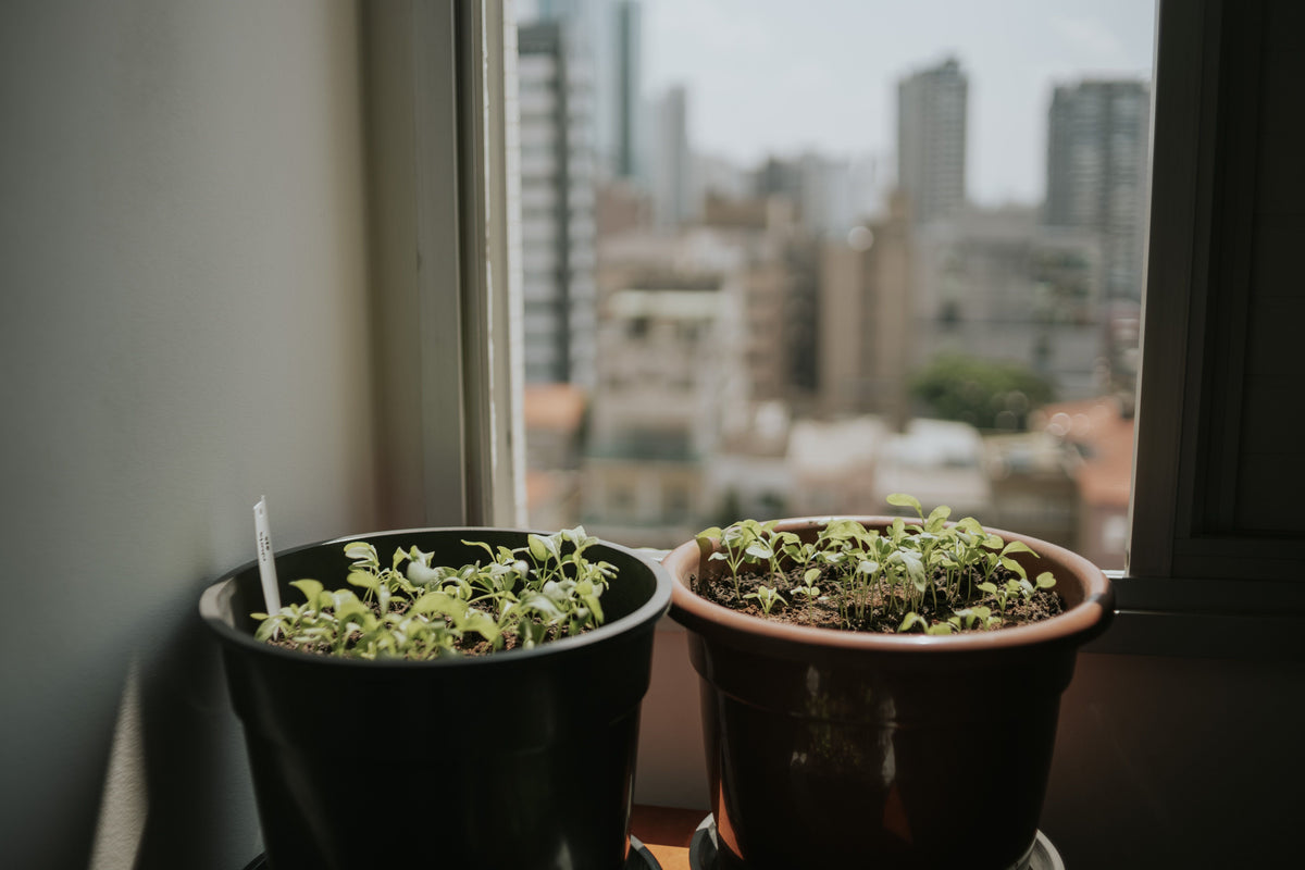 Potassium, Magnesium, and Sulfur: When a Multi-Nutrient Fertilizer Makes More Sense