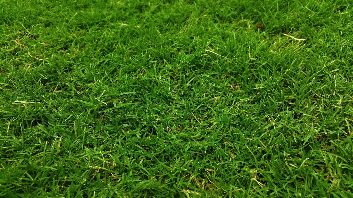 Bermudagrass Hayfields in August: Why Potassium Removal Deserves Attention