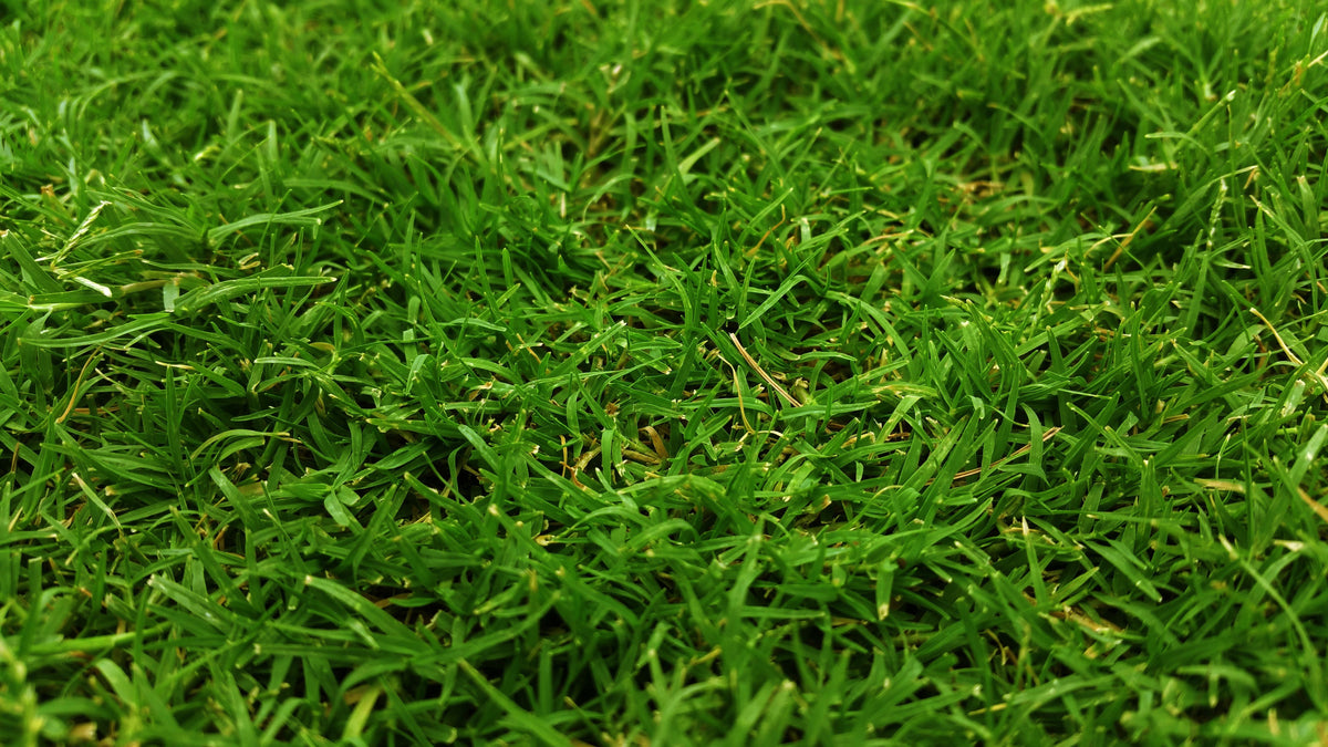 Thin Bermudagrass Stands: Why More Nitrogen Is Not Always the Answer