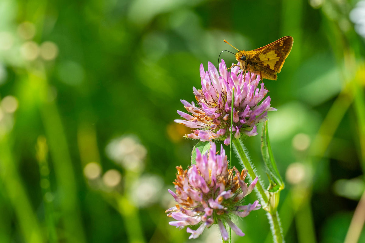 Late-Summer Alfalfa Seeding: Get Fertility Right Before the Seed Goes in the Ground