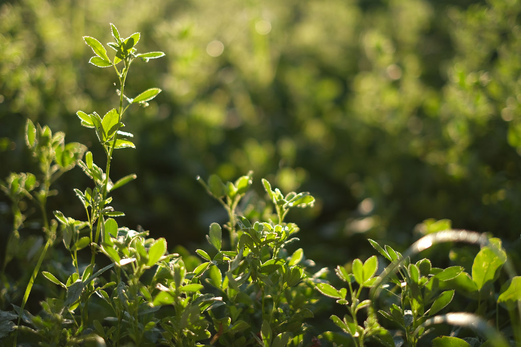 Fertilizing Established Alfalfa: Why Potassium Often Matters More Than Nitrogen