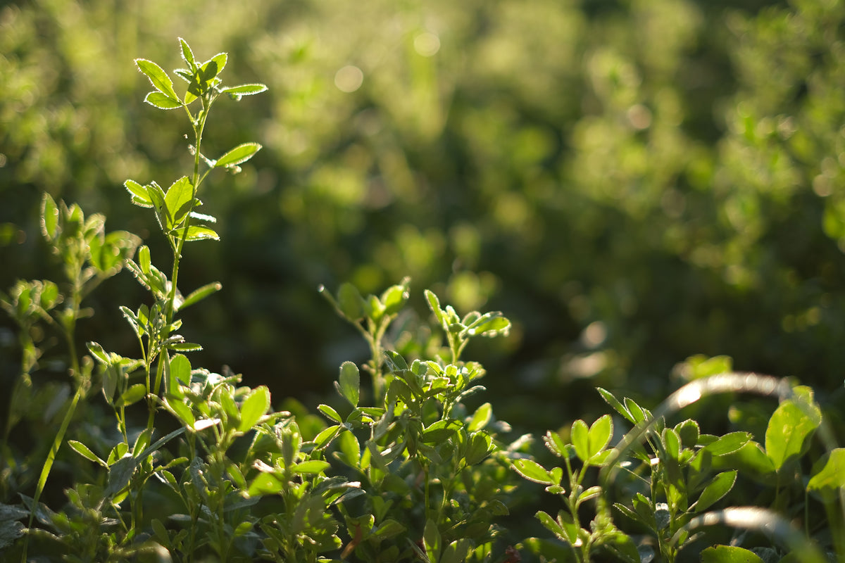 Fertilizing Established Alfalfa: Why Potassium Often Matters More Than Nitrogen