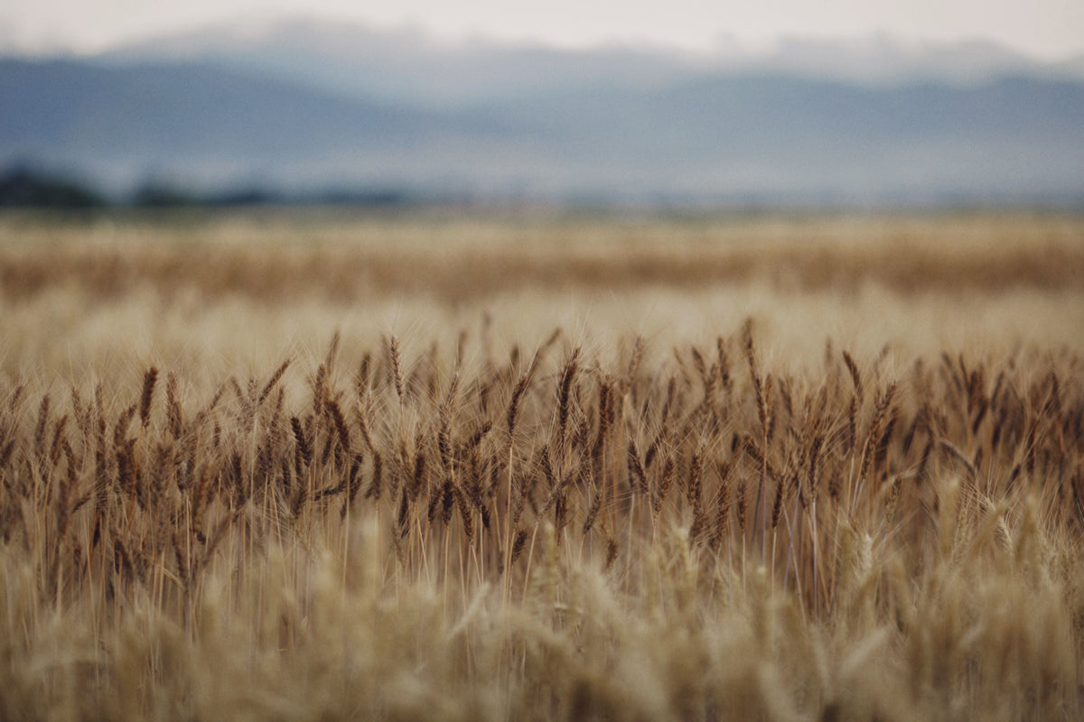 Preparing Wheat Ground in Late Summer: Soil Tests, pH, and Fertility Before Fall Planting