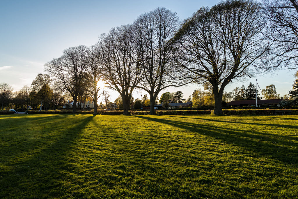 Should You Fertilize Your Lawn in August? It Depends on the Grass