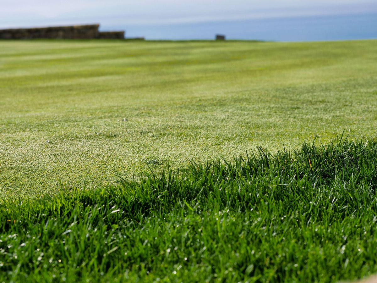 Warm-Season Turf in Late Summer: When to Feed Bermuda, Zoysia, and St. Augustine