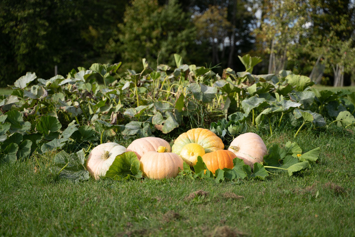 From August to Fall: How to Turn This Season’s Field Problems Into Next Season’s Fertility Plan