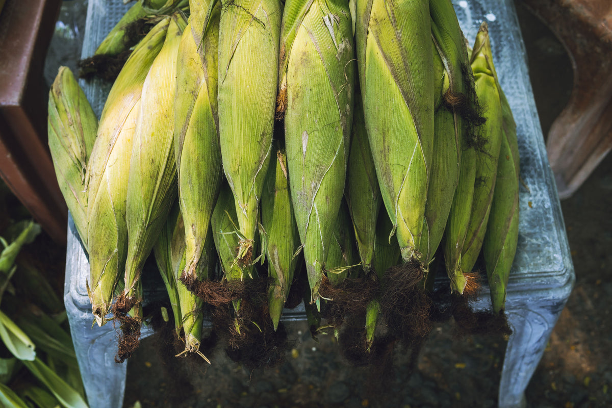 Is Your Corn Really Nitrogen Deficient? What Yellowing Leaves Can Tell You in August