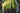 Is Your Corn Really Nitrogen Deficient? What Yellowing Leaves Can Tell You in August