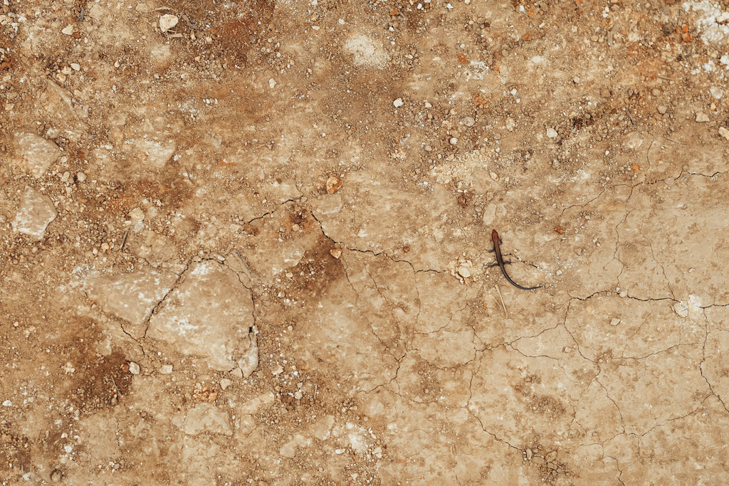 Late-Summer Soil Compaction: Why More Fertilizer Will Not Fix Restricted Roots