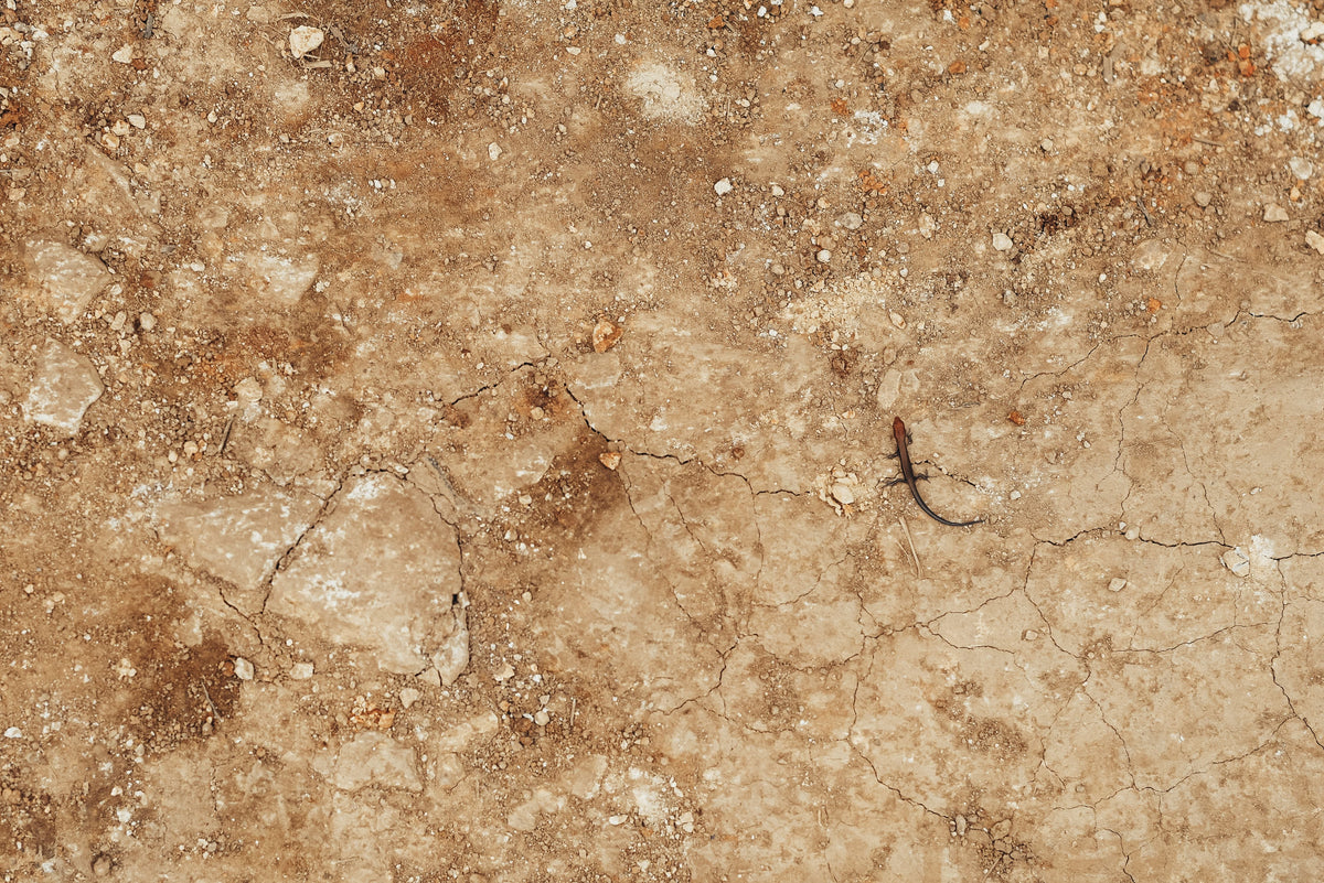 Late-Summer Soil Compaction: Why More Fertilizer Will Not Fix Restricted Roots