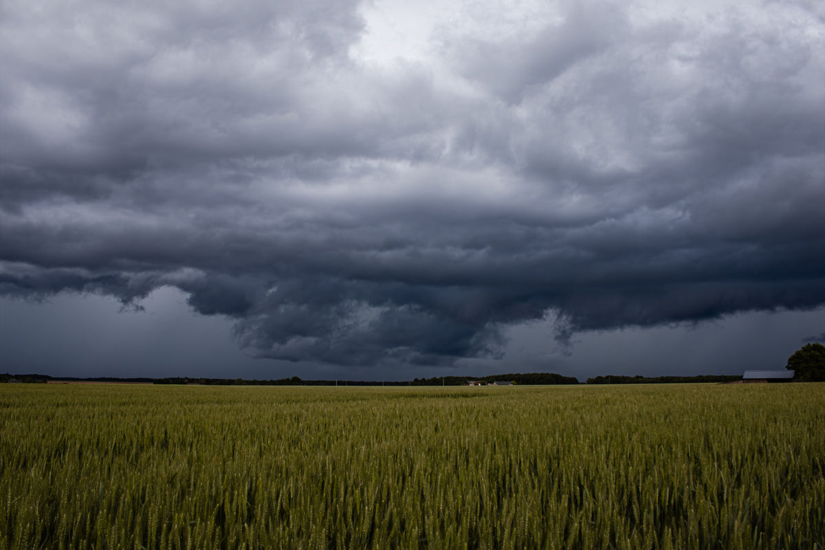 Heavy Rain and Saturated Soil: What Happens to Nitrogen and Crop Roots?