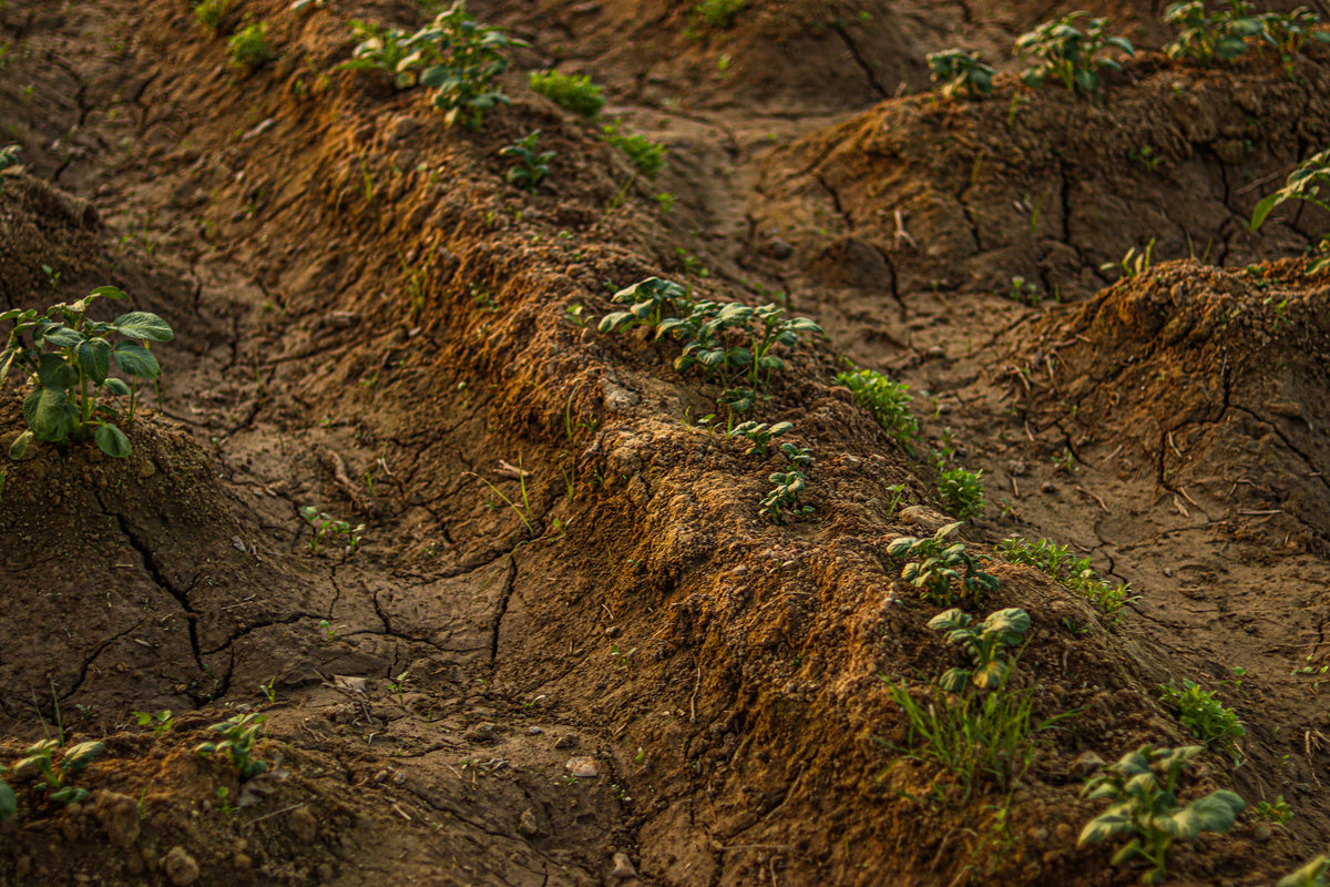 Drought Changes More Than Crop Appearance: How Dry Soil Affects Nutrient Uptake