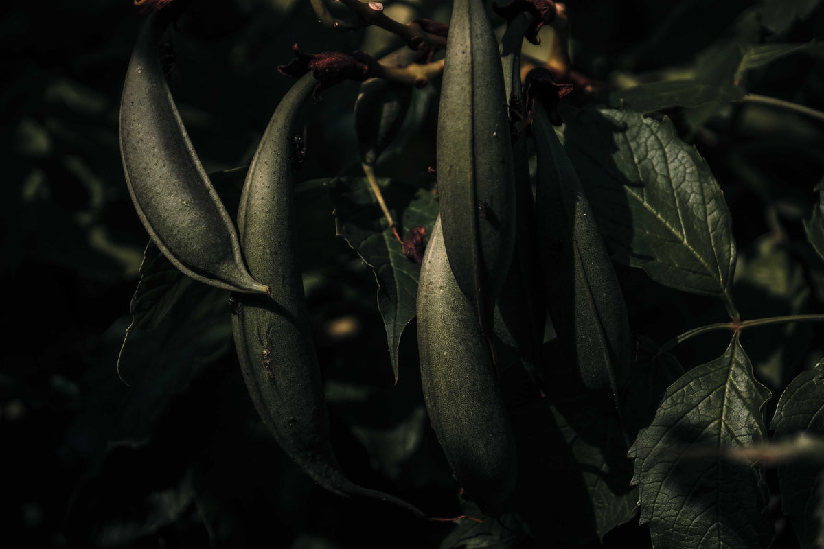 Soybeans Filling Pods in August: Why Potassium Matters During Seed Development