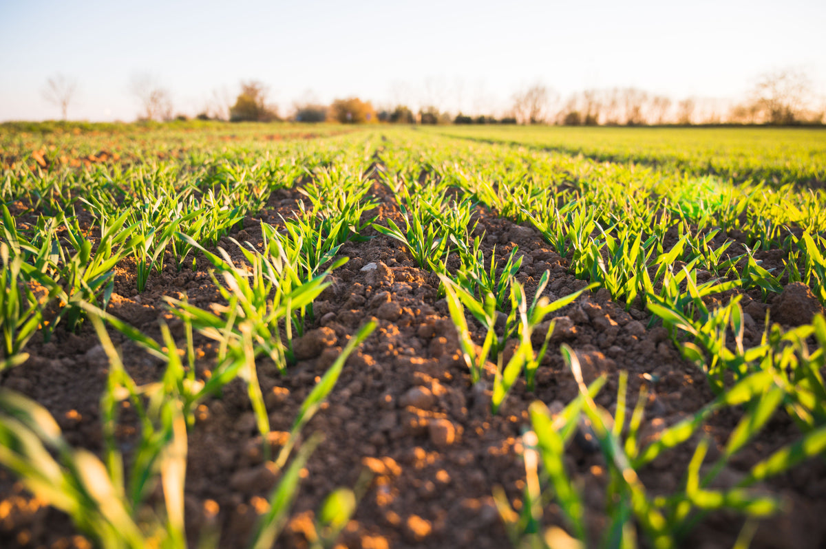 Should You Apply Fertilizer to a Stressed Crop? Know When to Treat and When to Wait