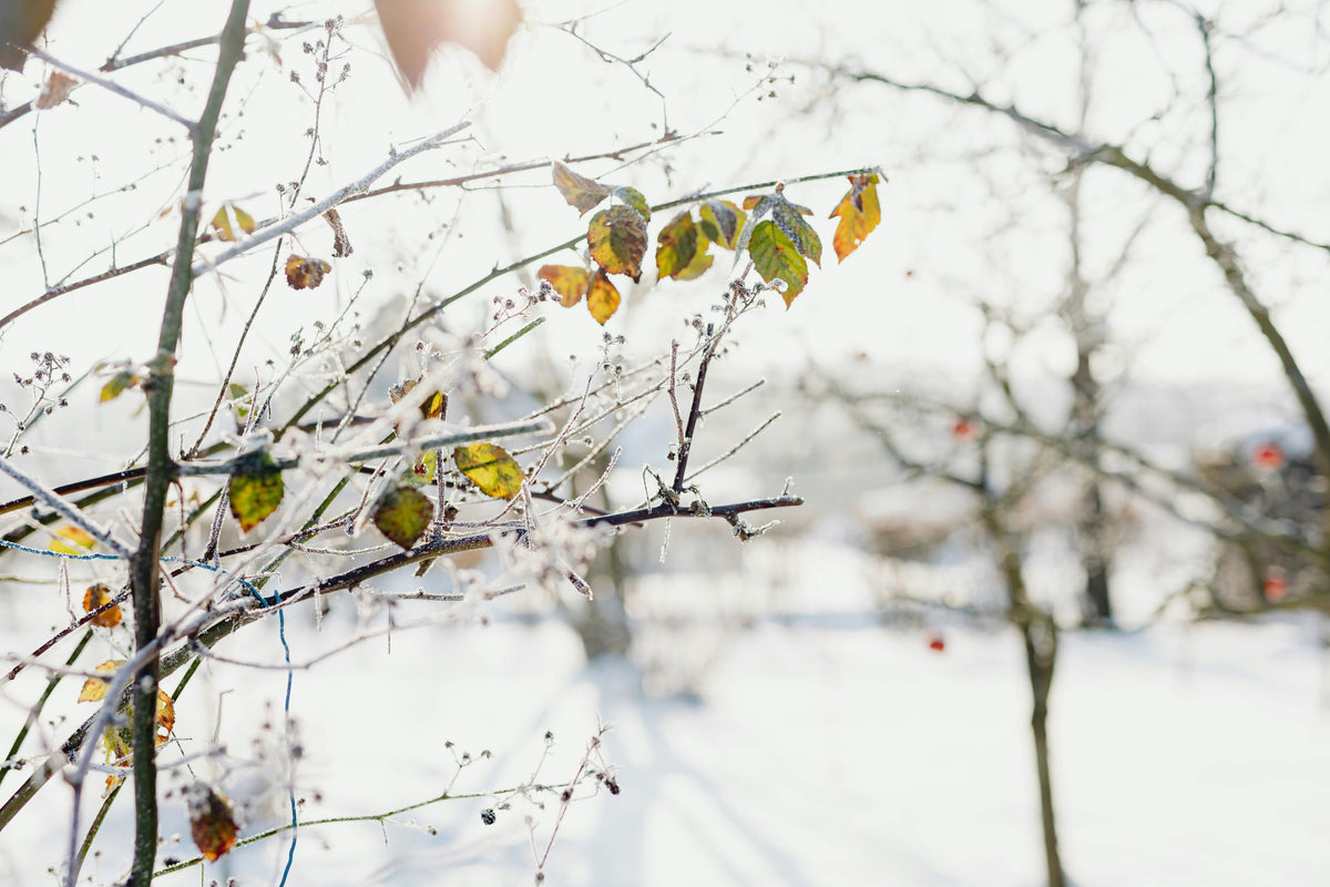 Preparing for Winter with Triple 10: A Balanced Fertilizer for Fall Garden and Lawn Health