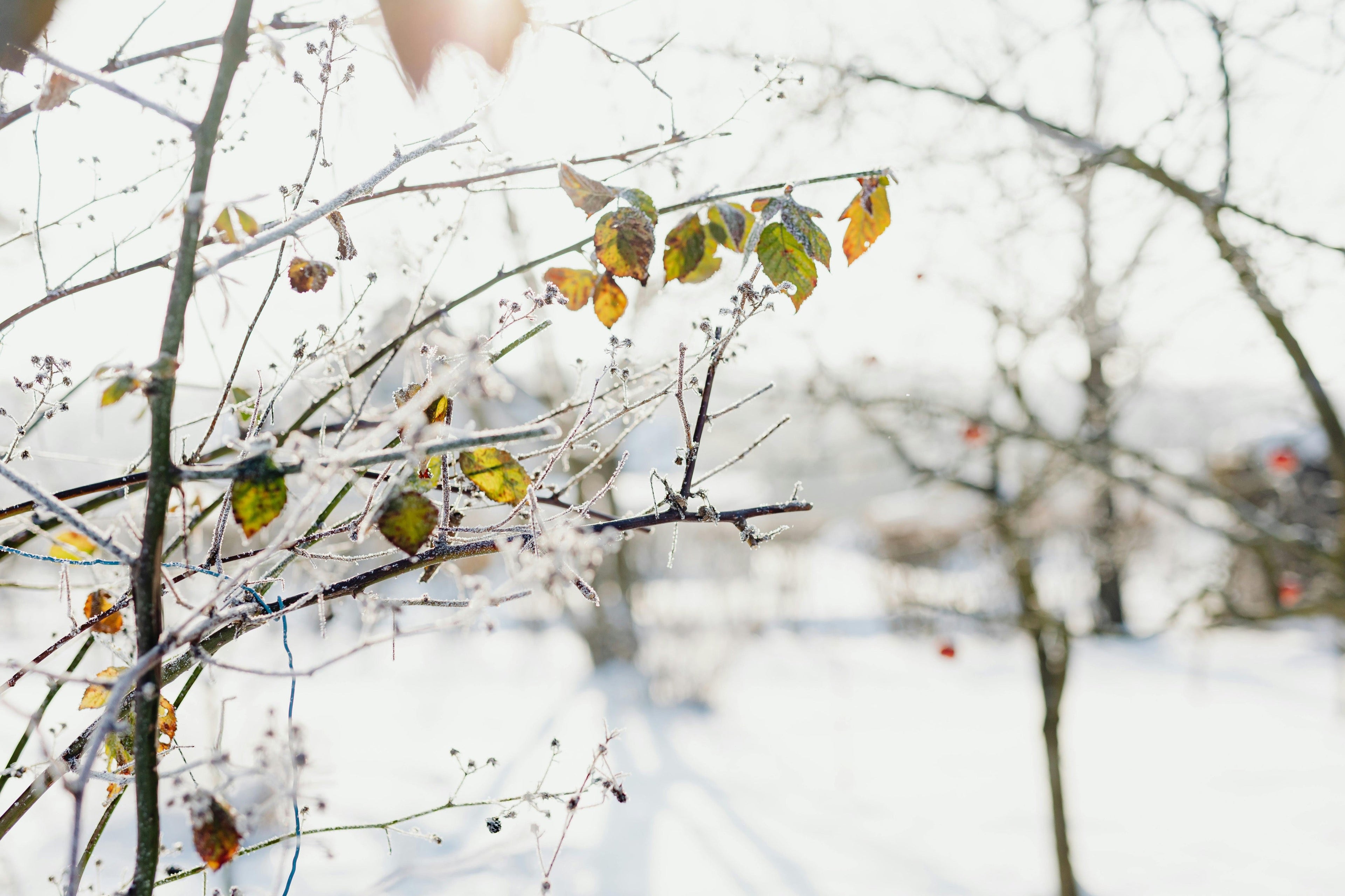 Preparing for Winter with Triple 10: A Balanced Fertilizer for Fall Garden and Lawn Health