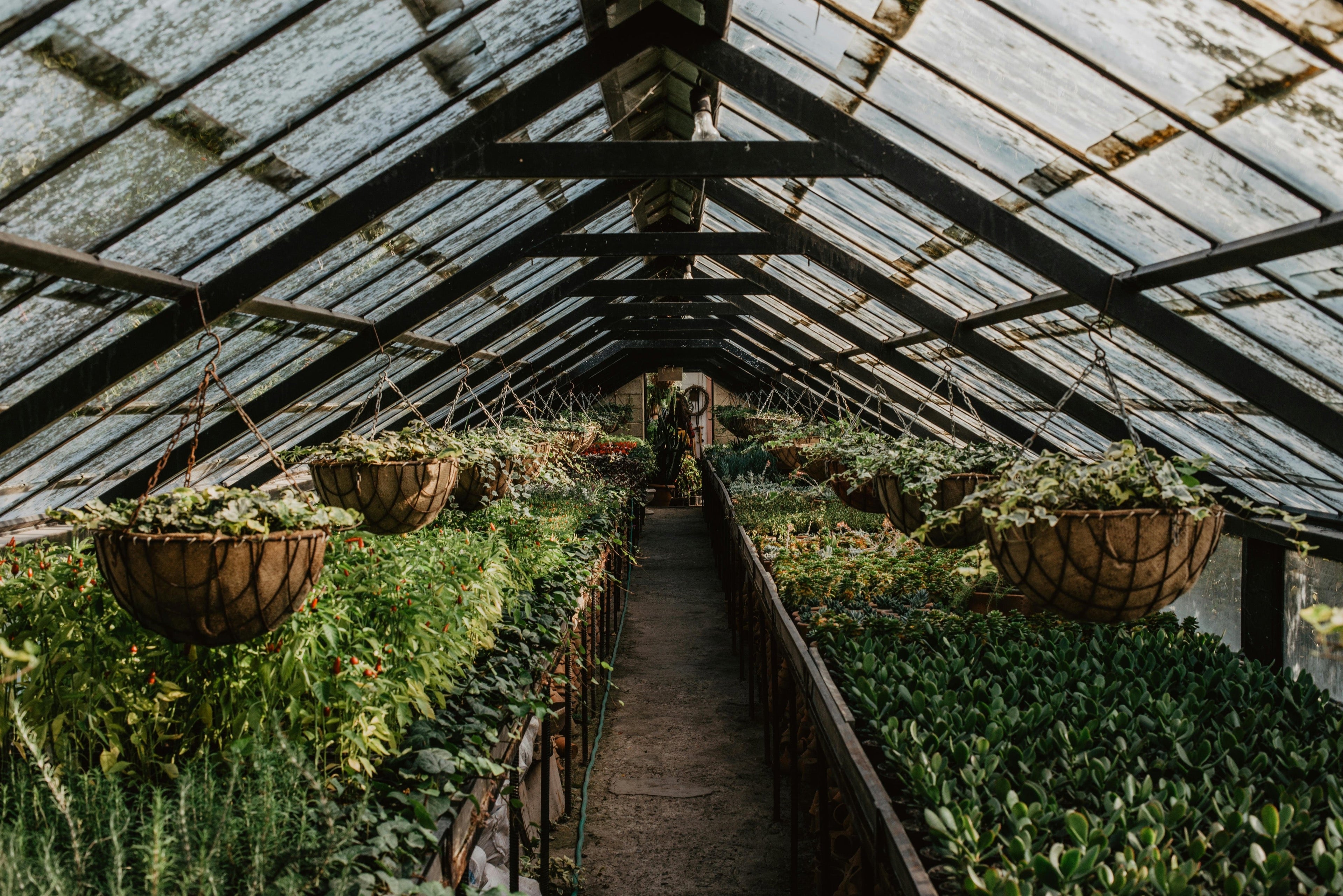 Fertilizing Perennials in Late Winter: What Helps Spring Growth Most in the PNW